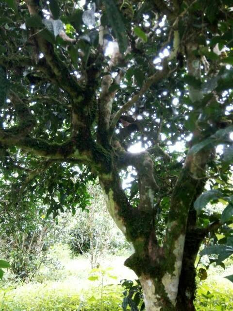 2021年班章茶區(qū)壩卡囡古樹秋茶多少錢一公斤？