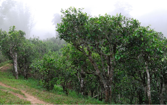 2021年班章茶區(qū)壩卡囡秋茶布朗茶系中的甜茶類！