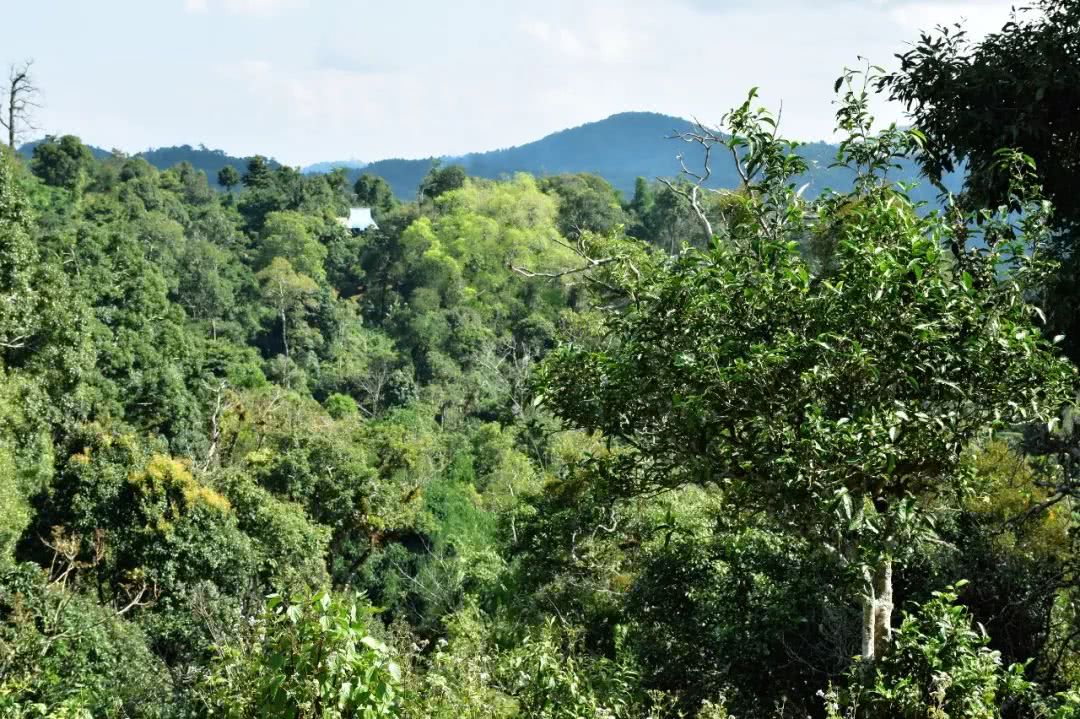 2021年賀開古樹秋茶品鑒實(shí)錄！