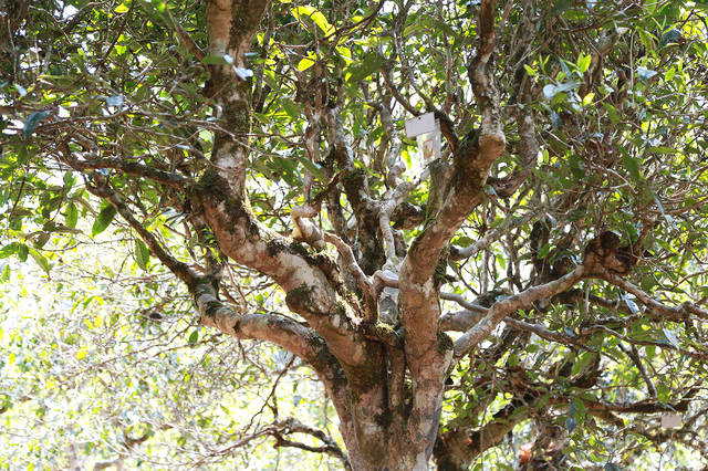 2021年班盆古樹秋茶口感？