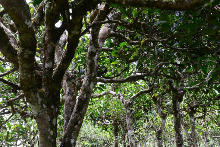 2021年老班章“鄰居”，班盆古樹秋茶茶來了！
