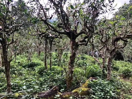 2021年班盆古樹秋茶多少錢一公斤？