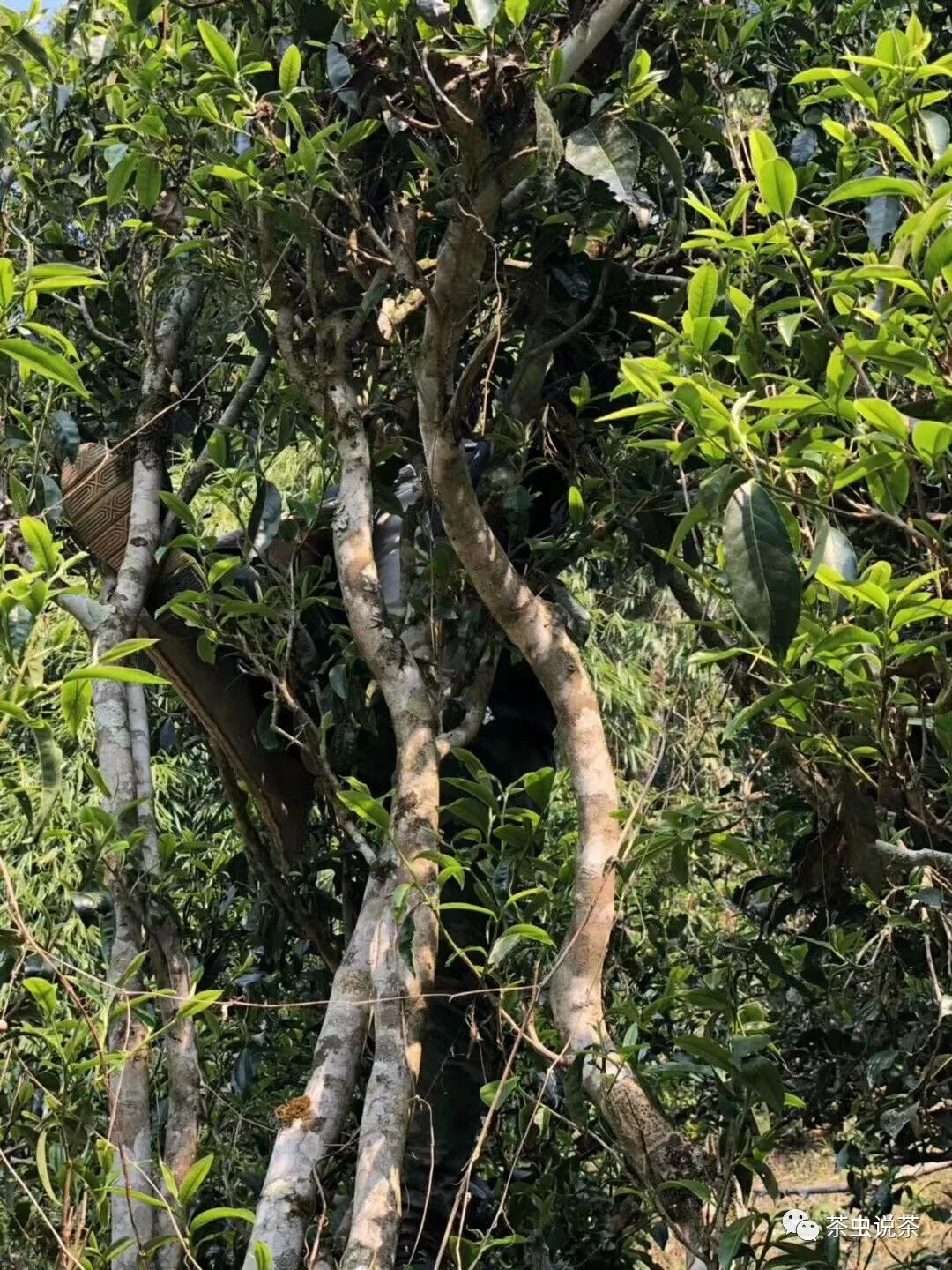2021年廣別老寨古樹秋茶價格？