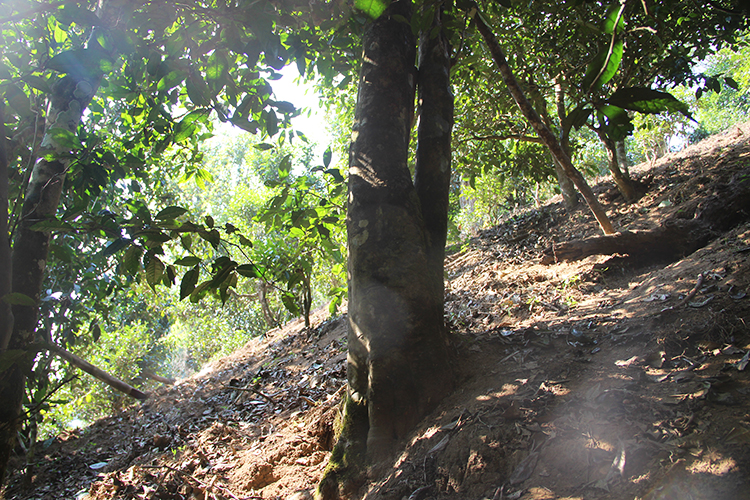 2021年廣別老寨古樹秋茶為何被稱為妖茶？