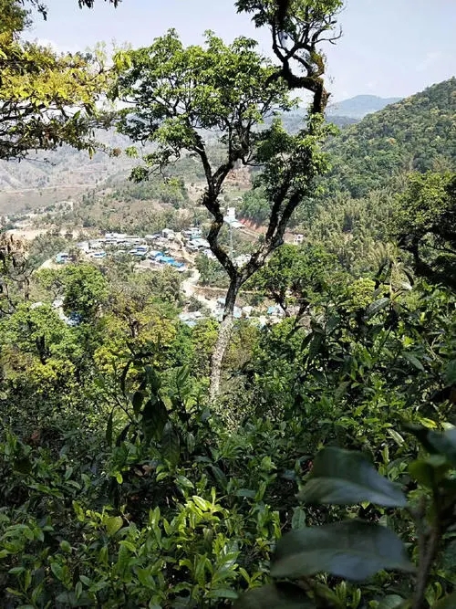 2021年勐宋那卡古樹秋茶價格？