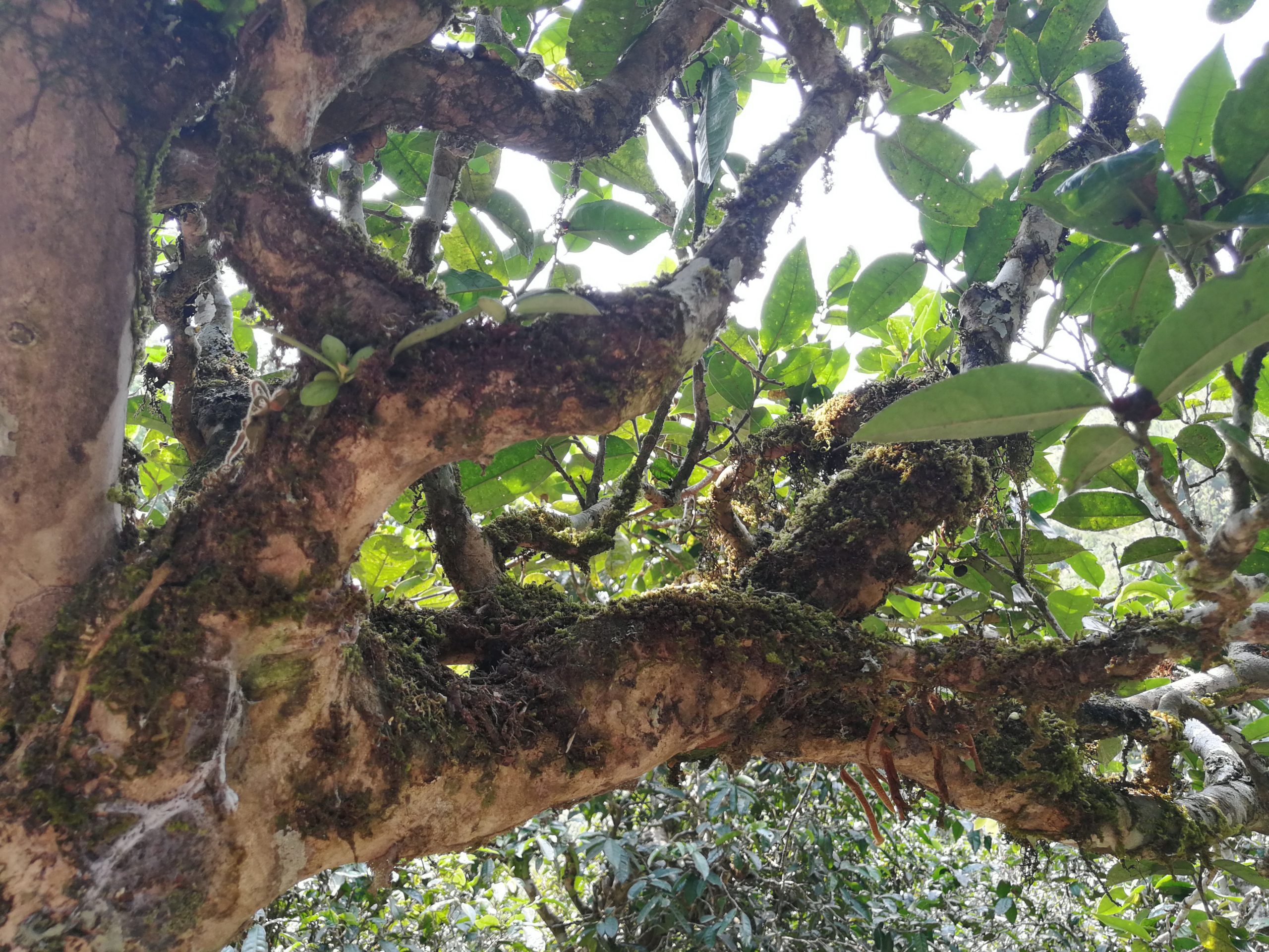 2021年勐宋那卡古樹秋茶品鑒實錄！