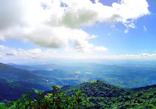 2021年滑竹梁子古樹秋茶特點？