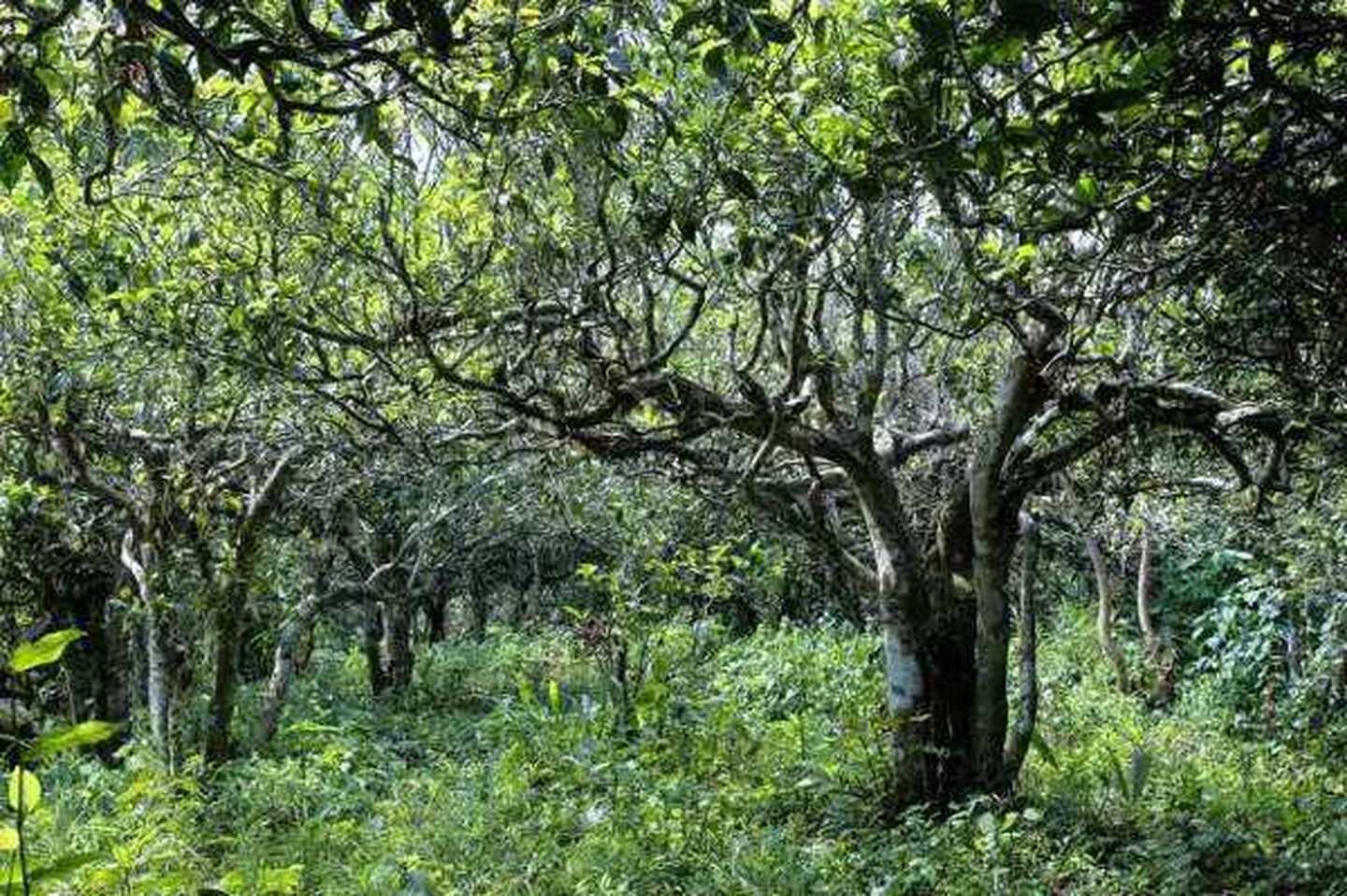 2021年滑竹梁子古樹秋茶口感？