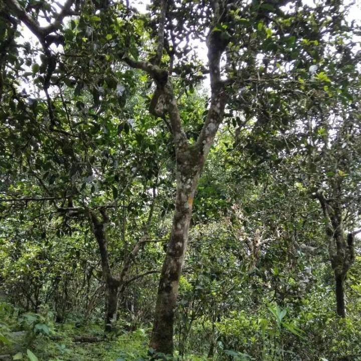 2021年巴達(dá)山章朗古樹秋茶口感？