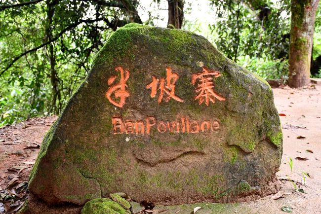 2021年南糯山半坡老寨古樹秋茶口感？