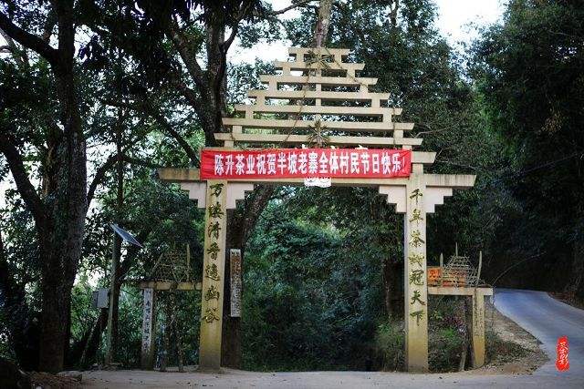 2021年南糯山半坡老寨古樹秋茶價格？