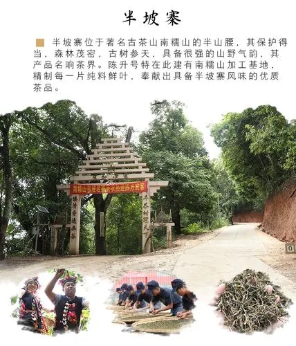 2021年南糯山半坡老寨古樹秋茶品鑒！