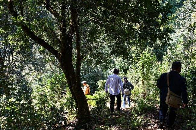 2021年南糯山拔瑪老寨古樹秋茶特點是什么？