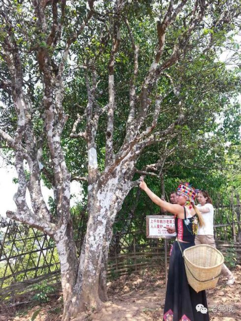 2021年帕沙古樹秋茶價格是多少？