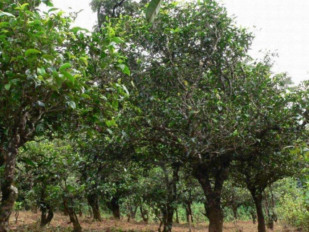 2022年須立貢茶為何備受皇室青睞!揭秘！