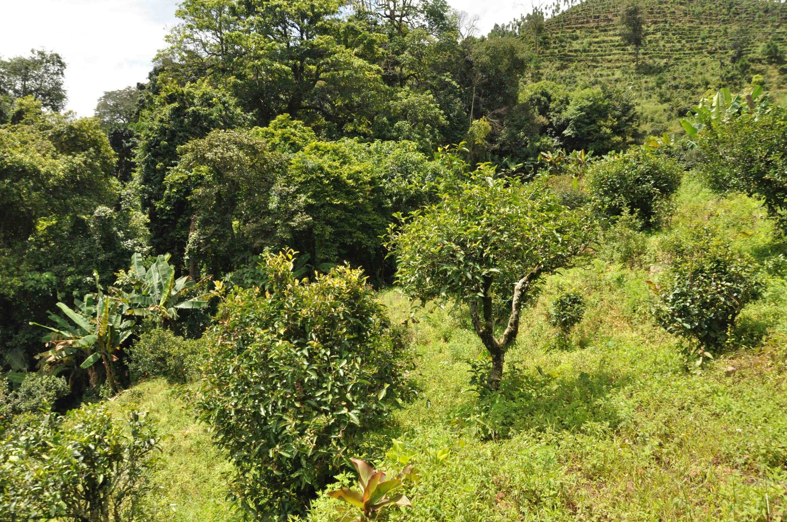 2022年迷倒皇帝的貢茶-迷帝古樹春茶特點？