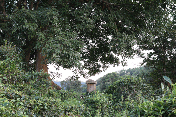 2022年迷帝古樹春茶口感是什么？