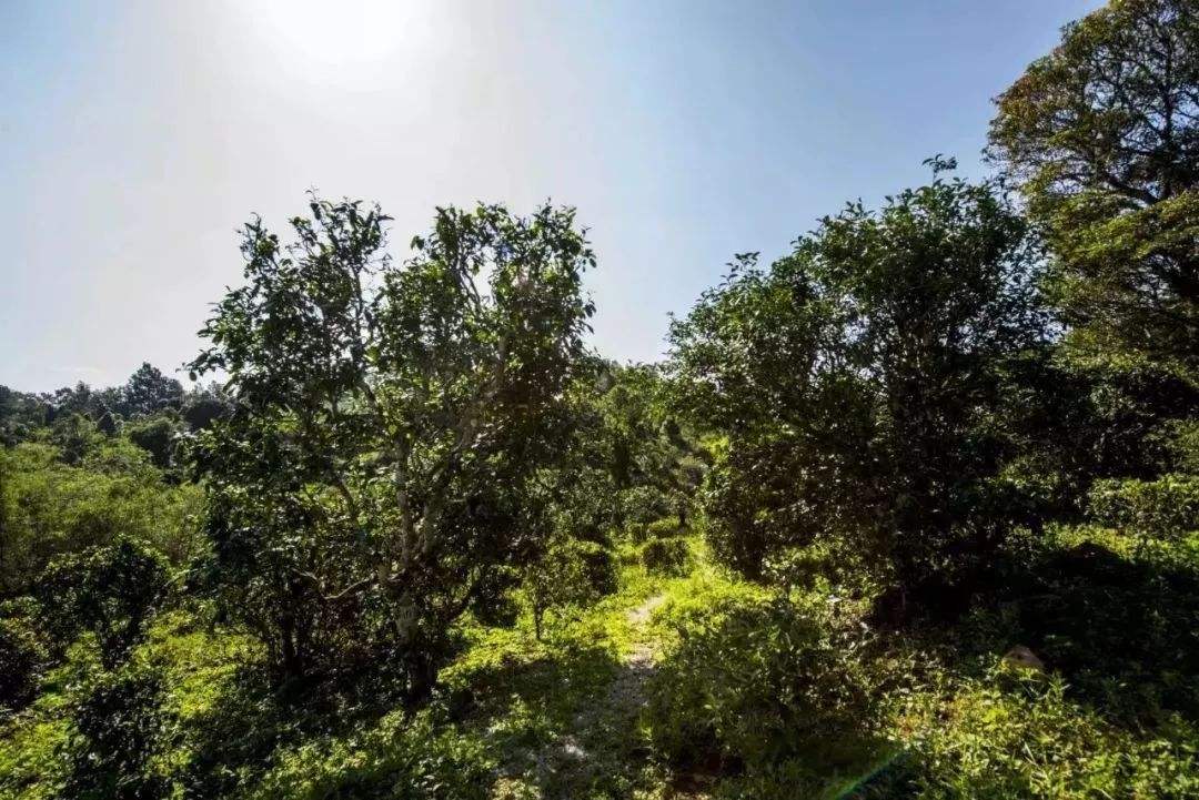 2022年迷帝古樹春茶多少錢一公斤？