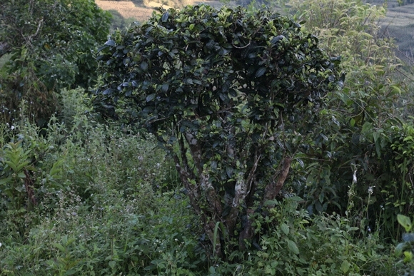 2022年迷帝古樹春茶，這里的茶 皇帝都著迷