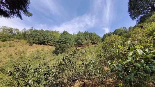 2022年墨江鳳凰窩古樹春茶口感是什么？