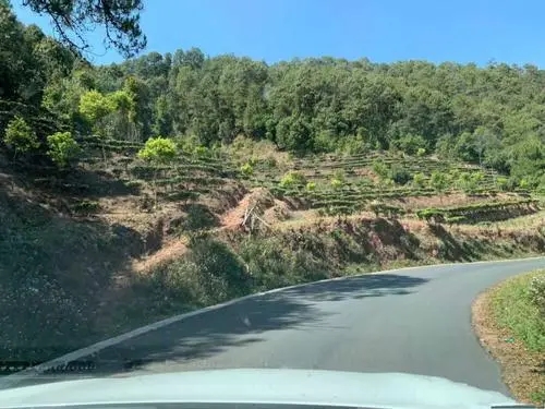 2022年墨江鳳凰窩古樹春茶價格？