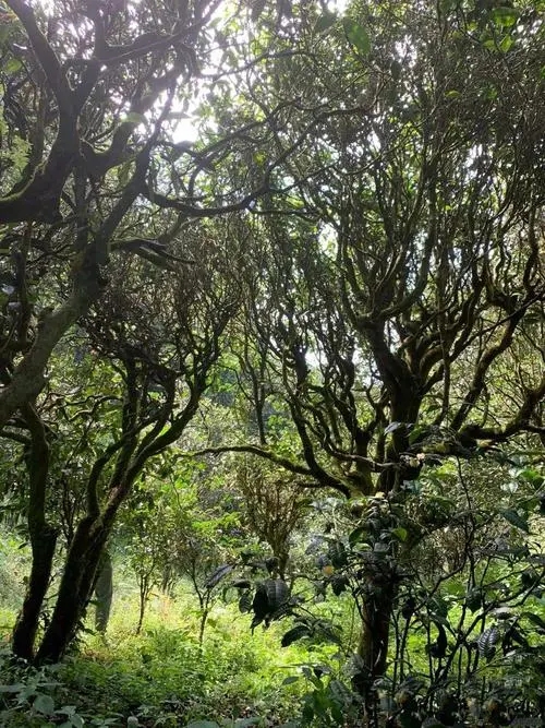 2022年墨江鳳凰窩古樹春茶多少錢一公斤？