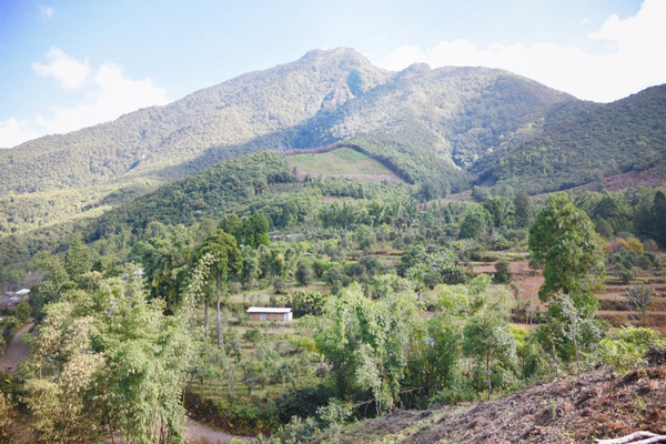 2022年景谷黃草壩古樹春茶價格？