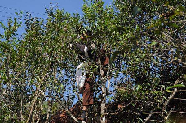 2022年景谷黃草壩古樹春茶品鑒實錄！