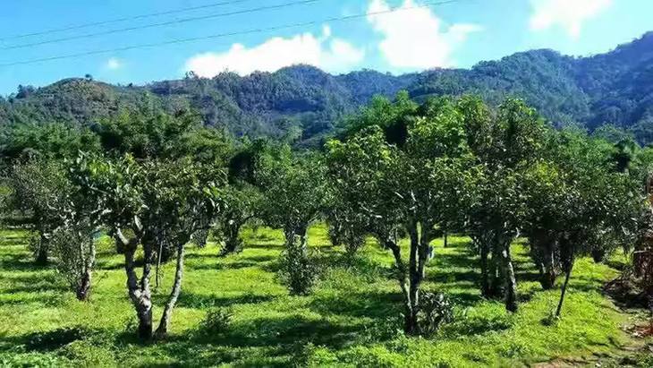 2022年景谷秧塔古樹春茶特點是什么？