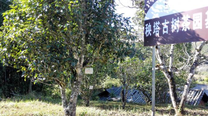 2022年景谷秧塔古樹春茶詳情介紹！