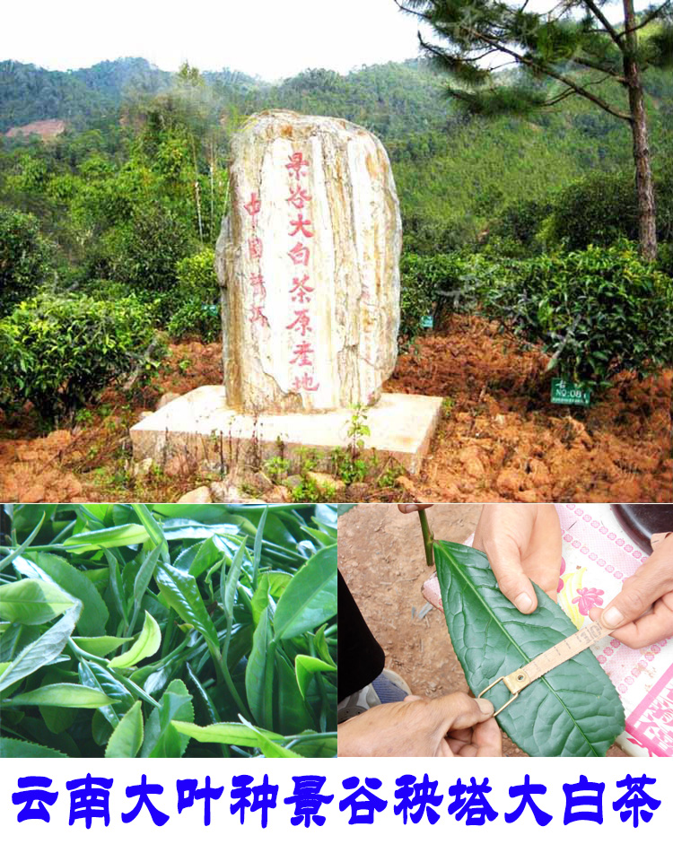 2022年景谷秧塔古樹春茶口感是什么？