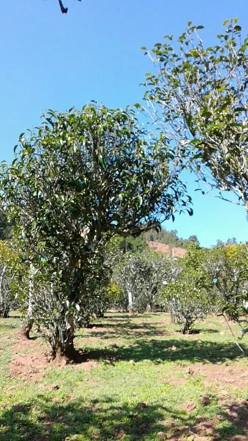 2022年景谷秧塔古樹春茶價格是多少？