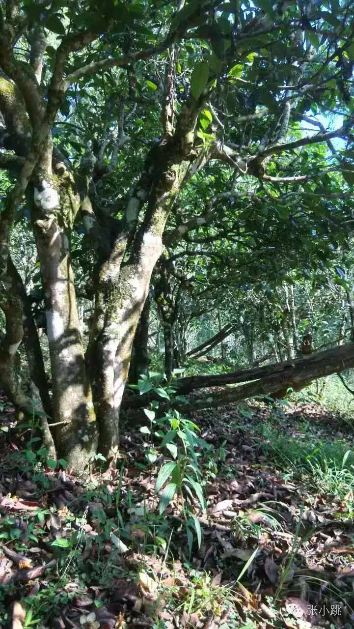 2022年景谷苦竹山古樹春茶價格多少？