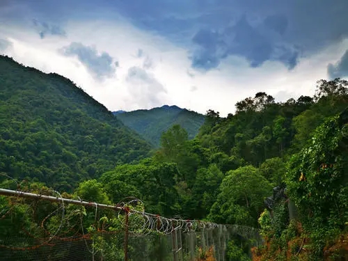 2022年景東御筆古樹春茶價(jià)格多少？