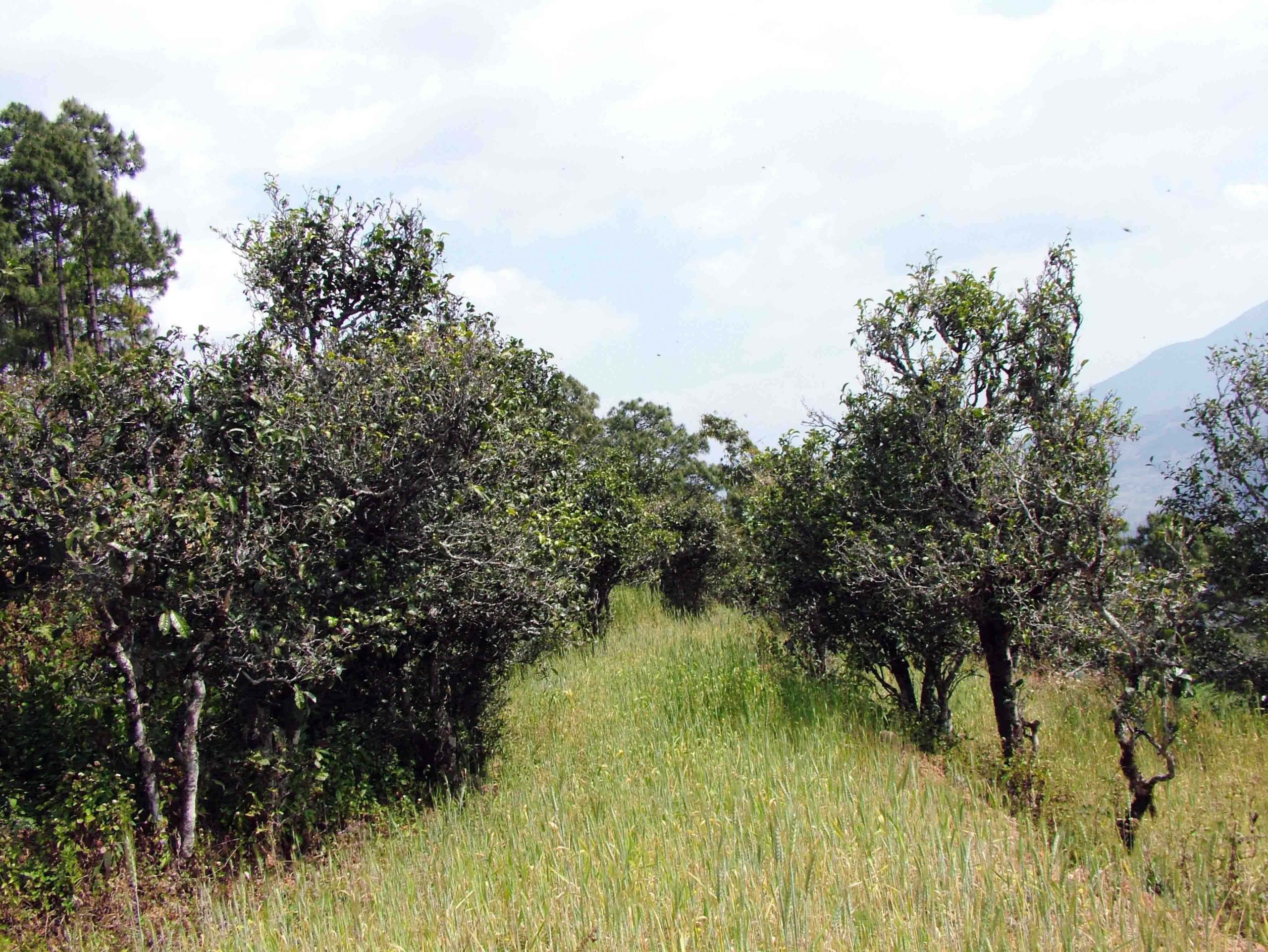 2022年景東老倉(cāng)福德古樹春茶口感特點(diǎn)？