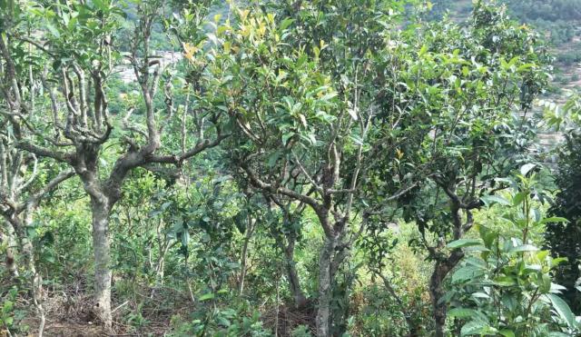 2022年景東金鼎古樹春茶口感特點(diǎn)？