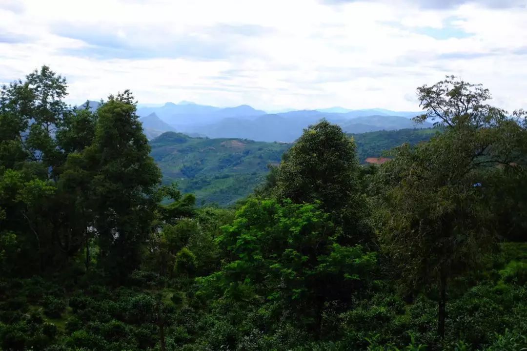 2022年景東祭茶祖 迎春茶，古樹春茶多少錢一公斤？