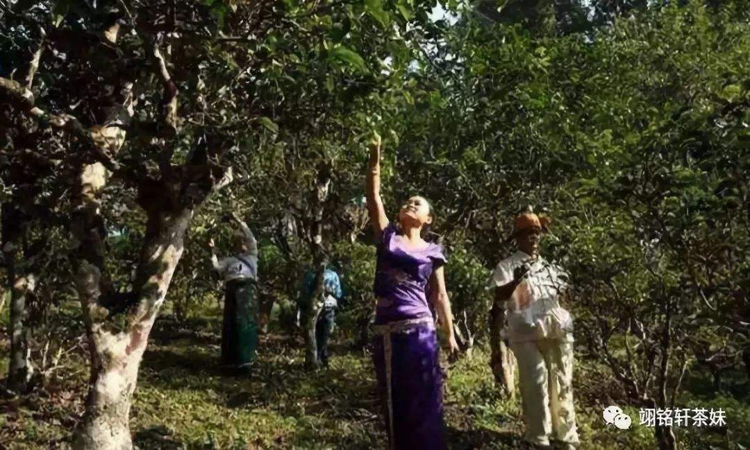 2022年鎮(zhèn)沅爺號(hào)大爺馬鄧古樹春茶特點(diǎn)？