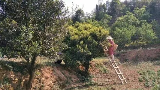 2022年鎮(zhèn)沅馬鄧古樹春茶口感是什么？