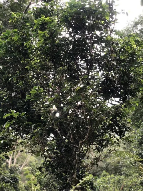 2022年鎮(zhèn)沅砍盆箐古樹春茶口感？