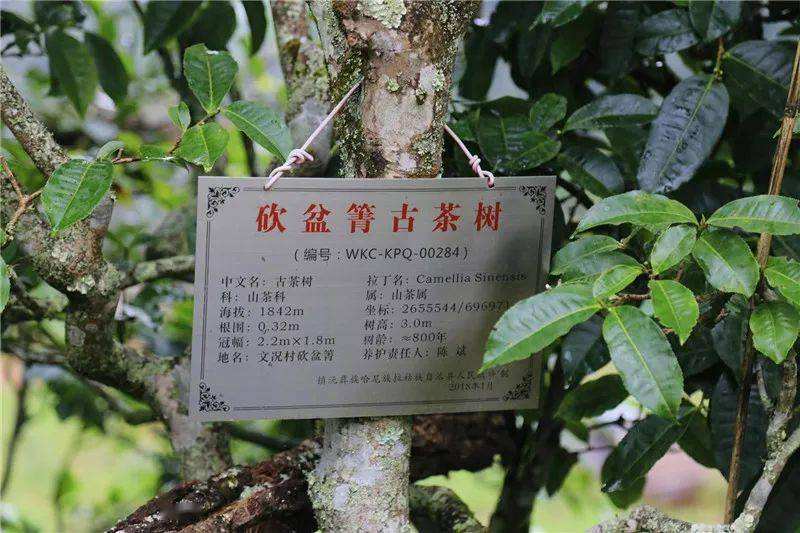 2022年鎮(zhèn)沅砍盆箐古樹春茶價(jià)格？