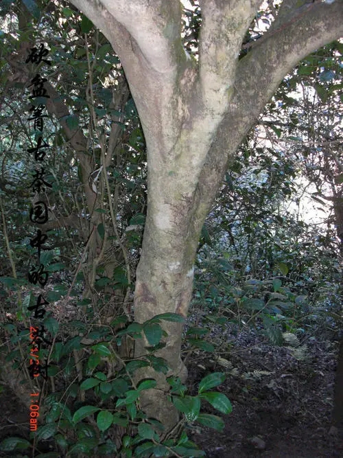 2022年鎮(zhèn)沅砍盆箐古樹春茶多少錢一公斤？