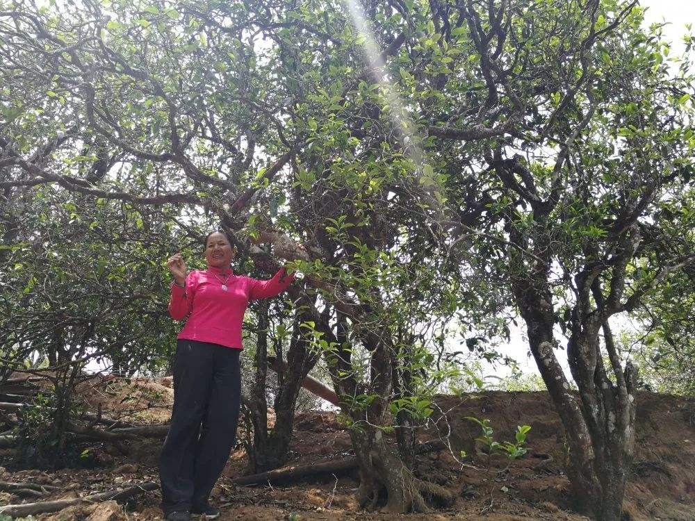 2022年鎮(zhèn)沅打筍山古樹春茶特點？
