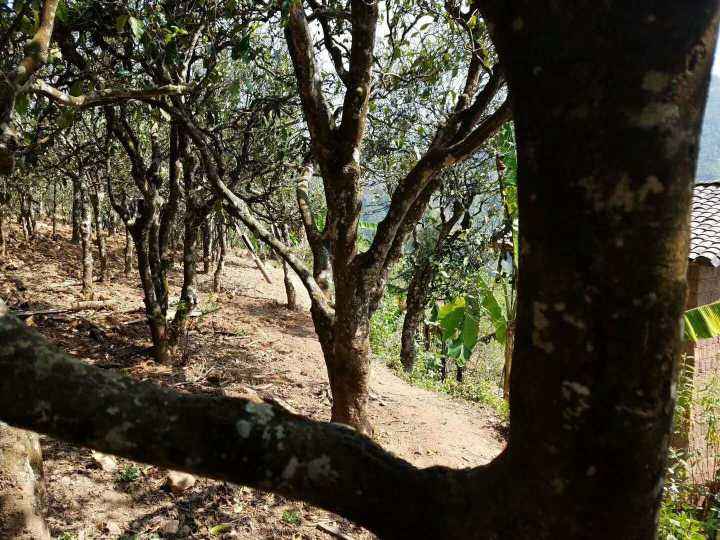 2022年鎮(zhèn)沅打筍山古樹春茶多少錢一公斤？