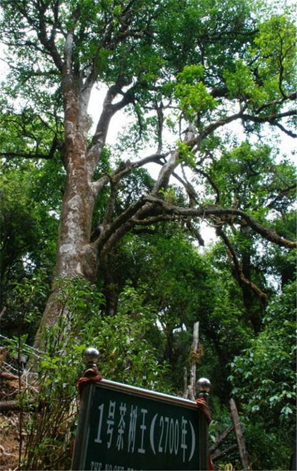 2022年鎮(zhèn)沅千家寨古樹春茶價格？