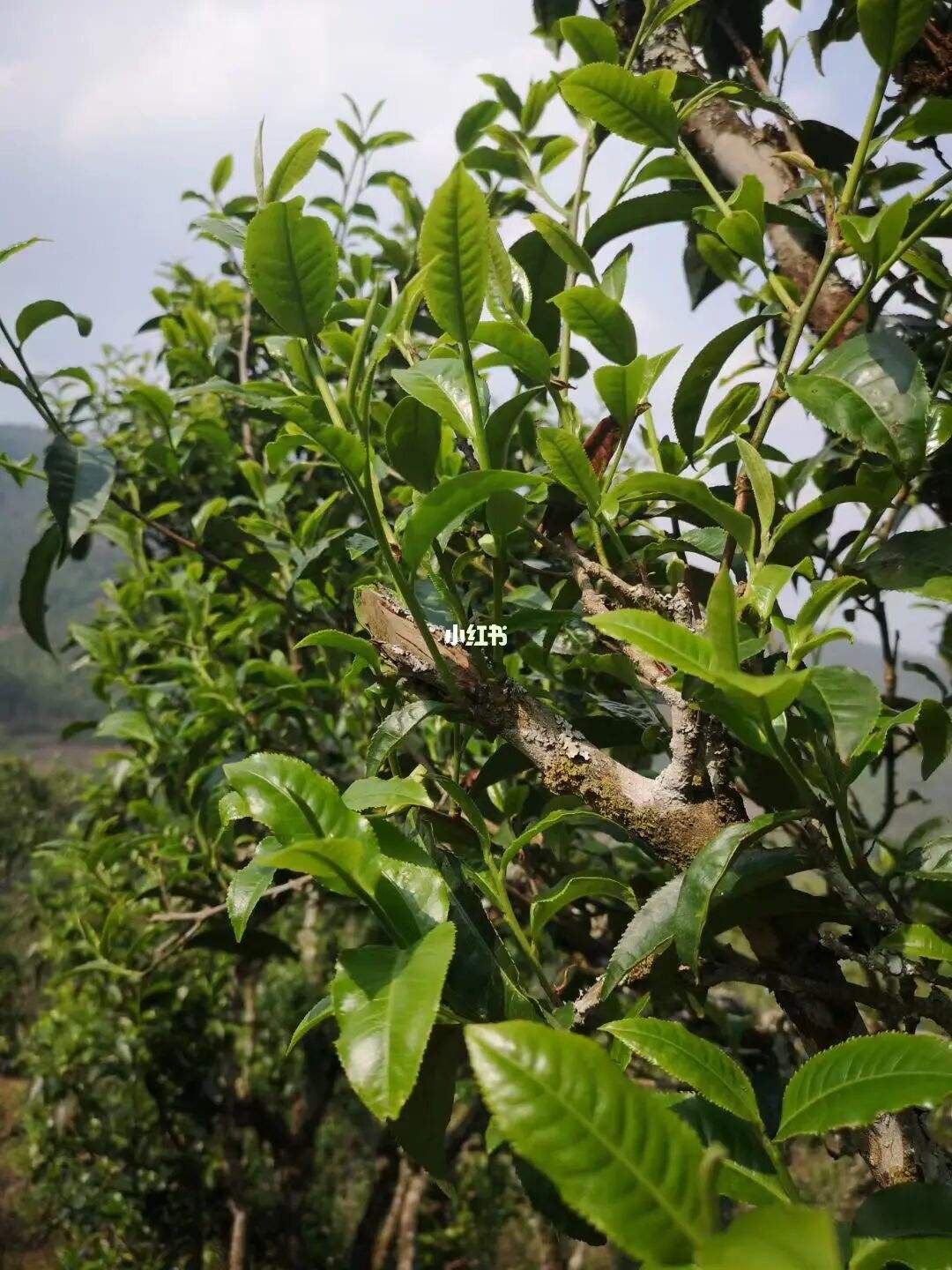 2022年寧洱擺尾箐古樹春茶口感？