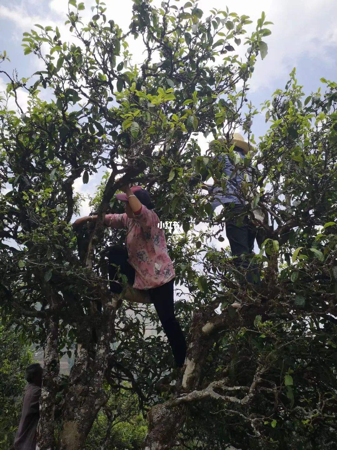 2022年寧洱擺尾箐古樹春茶特點？