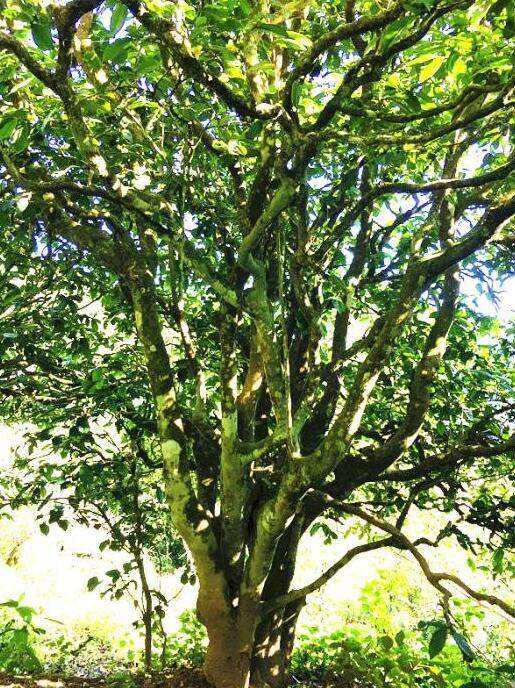 2022年這個春天，回到家鄉(xiāng)擺尾箐，與家人一起用心制茶！