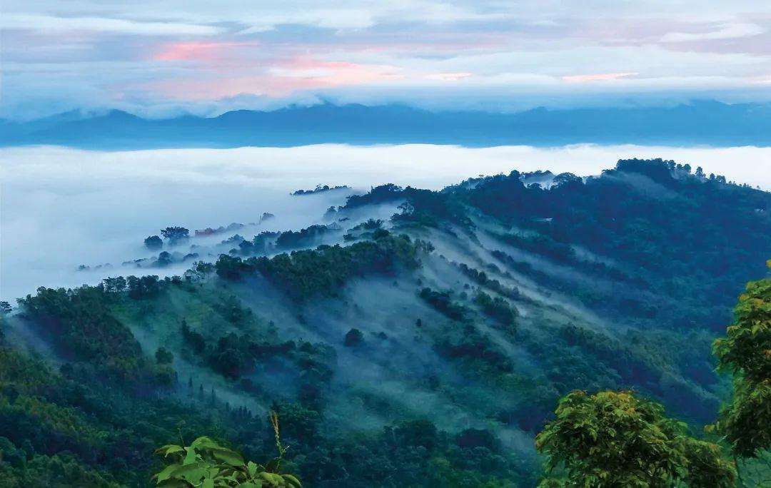 2022年景邁山古茶林為什么可以申遺？