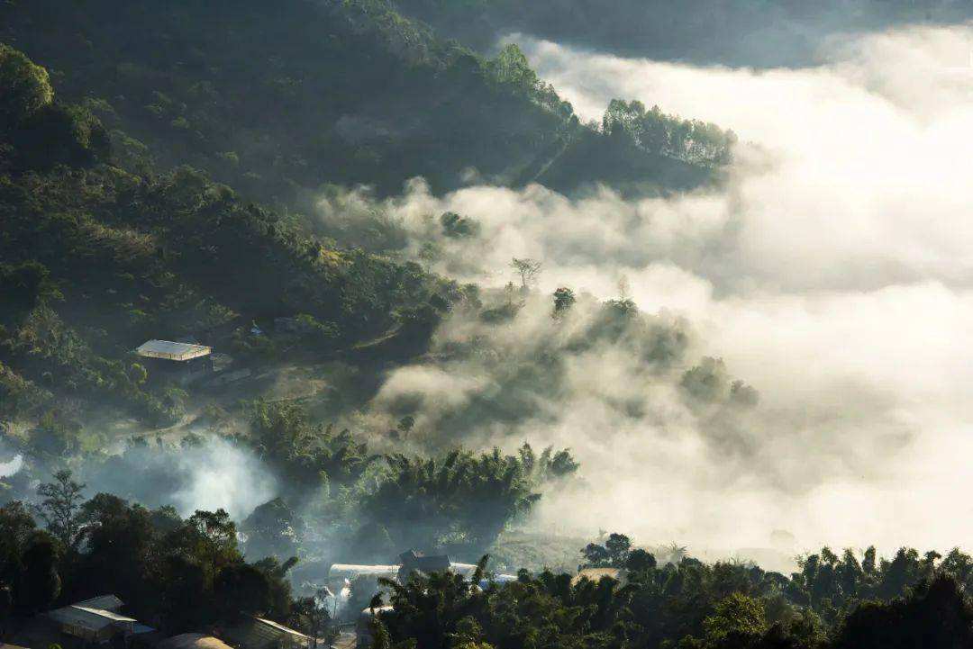 2022景邁山古樹春茶價格？